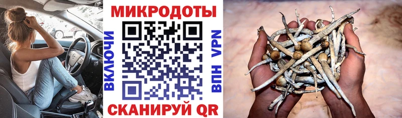 Галлюциногенные грибы Psilocybine cubensis  Кингисепп 